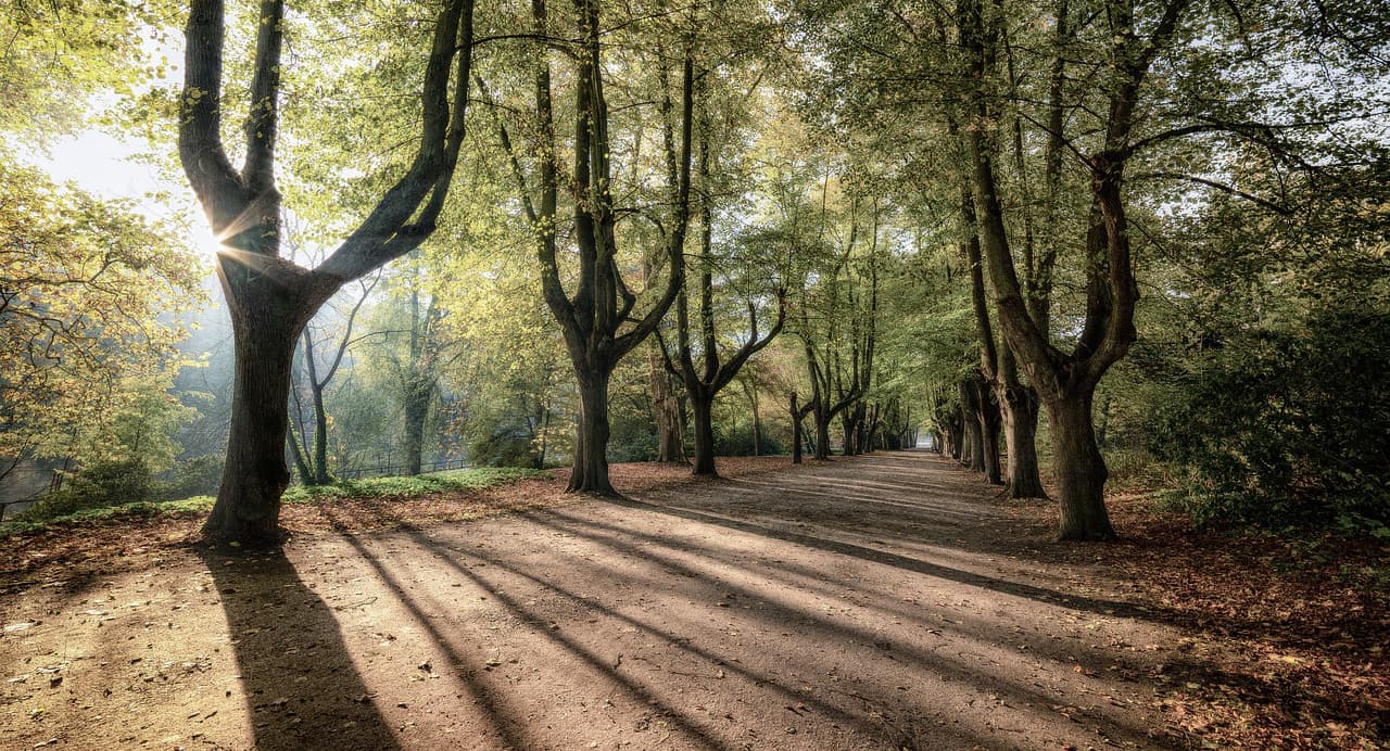 Tree roots can damage road surfaces